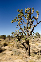 Mojave National Preserve, CA